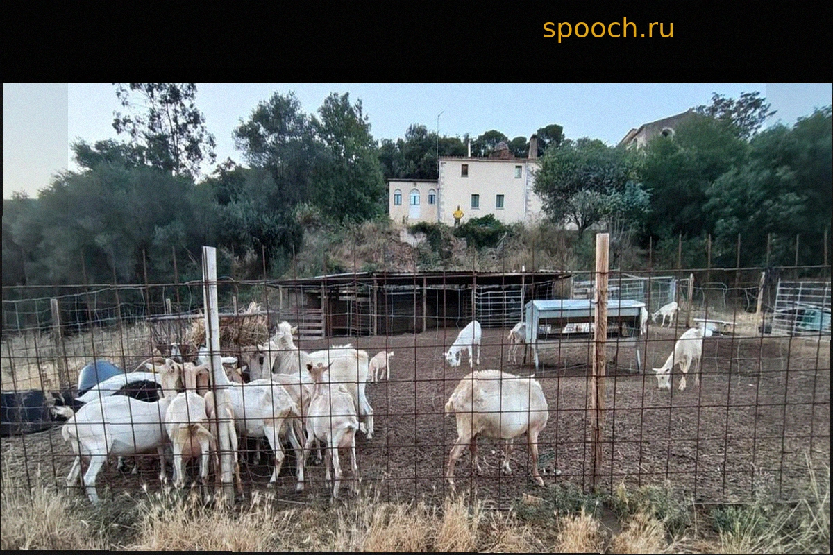 Как стадо коз пастуха спасло усадьбу в Лес Гаваррес от огня