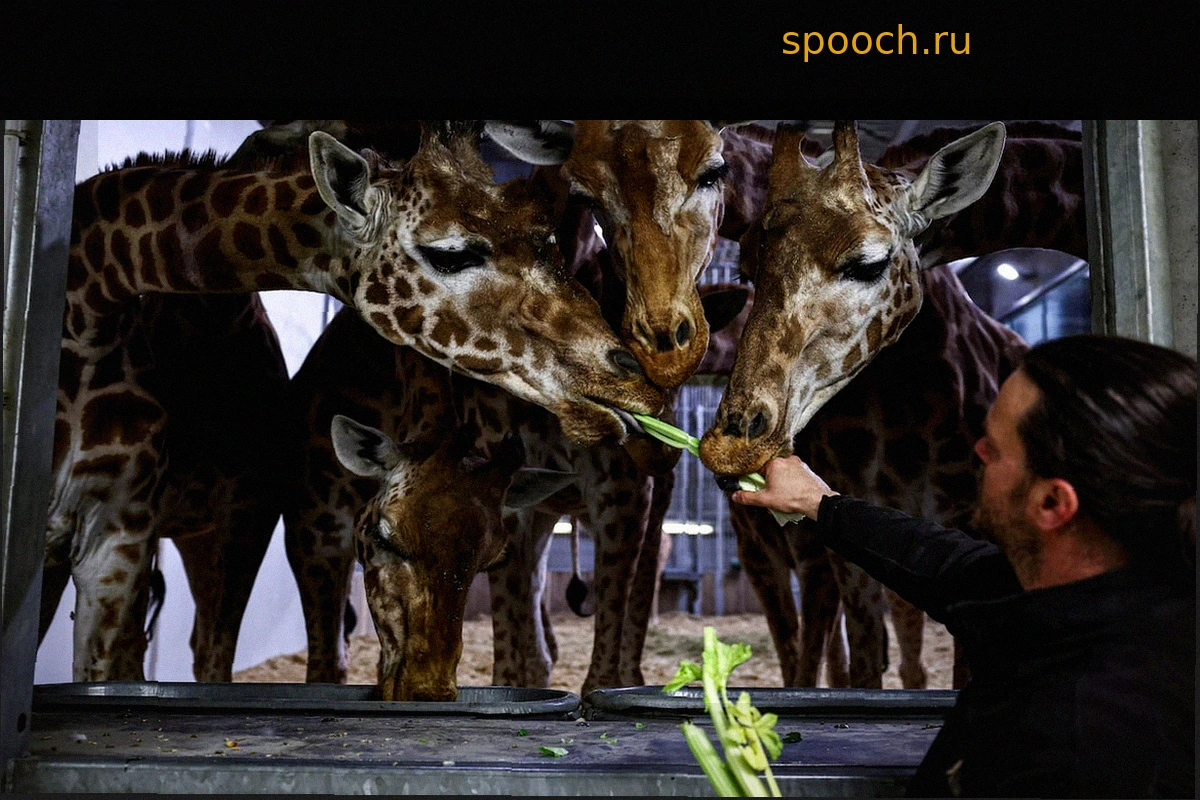 Стоит ли прощаться с зоопарками?